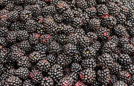blackberry